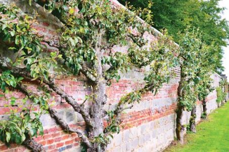 Fruit Walls: Urban Farming in the 1600s Image